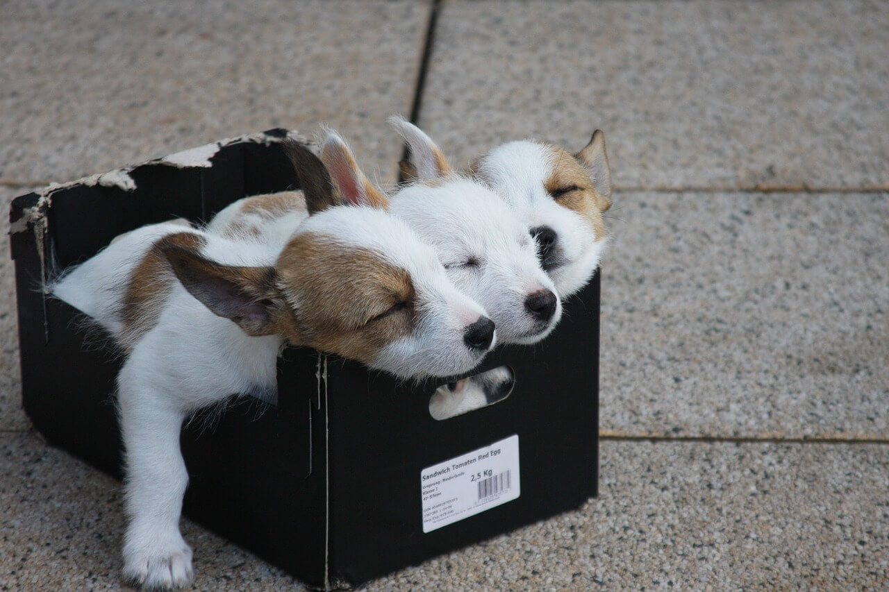 puppies in a box