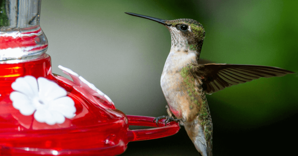 Birdbuddy SEO insights