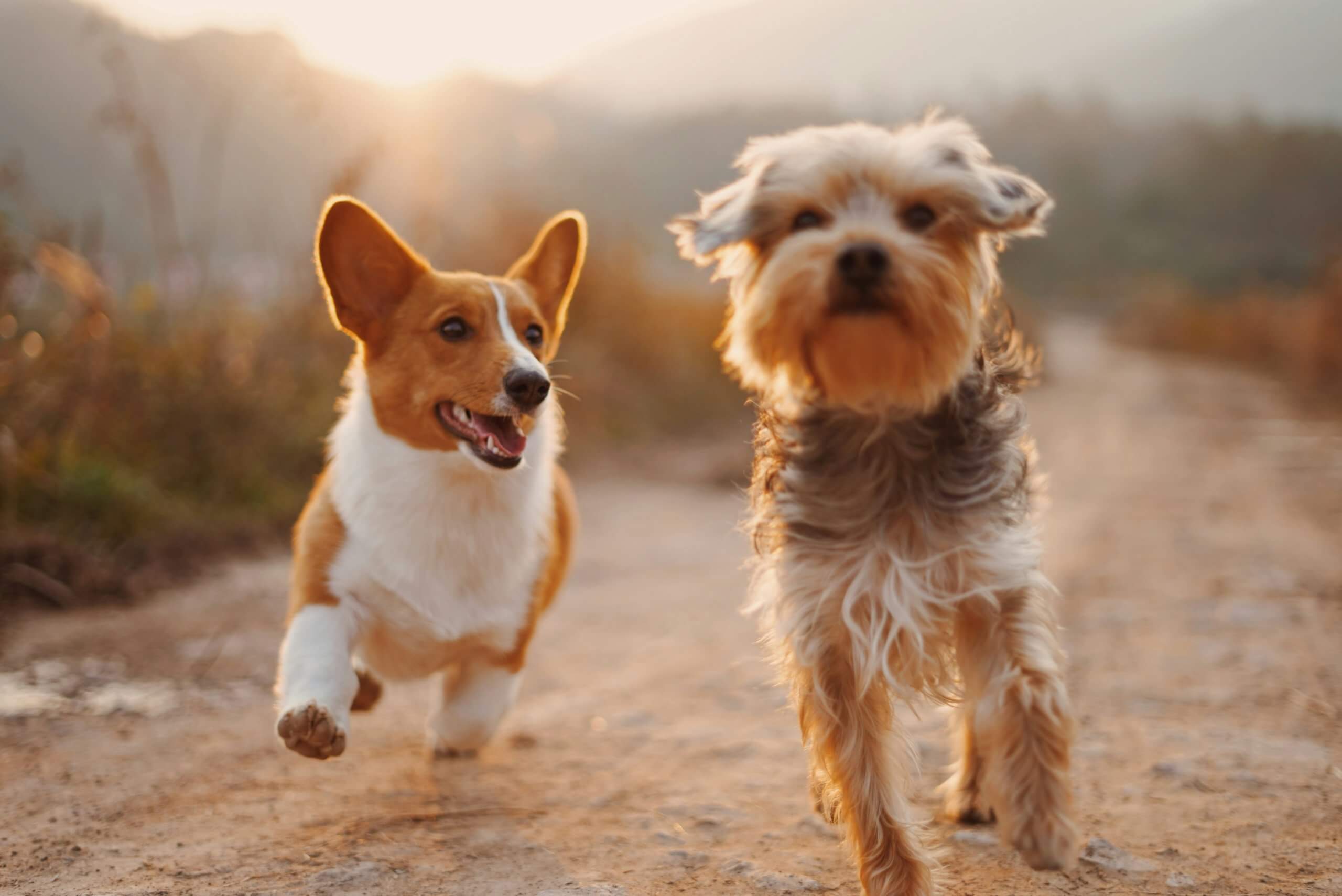 Pet Health trends