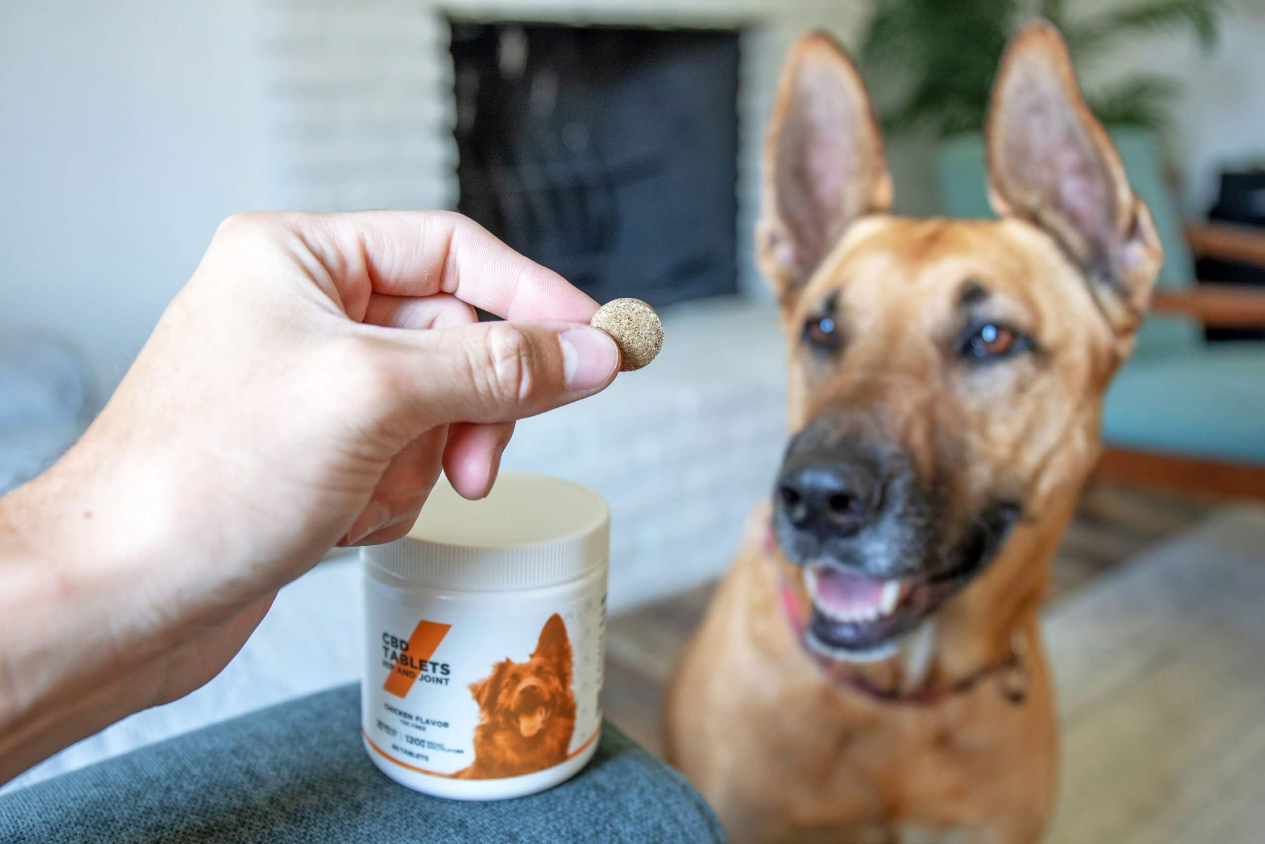 pet care
