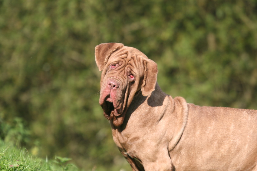 Dog looks at SEO